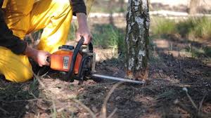 How Our Tree Care Process Works  in  Laguna Beach, CA