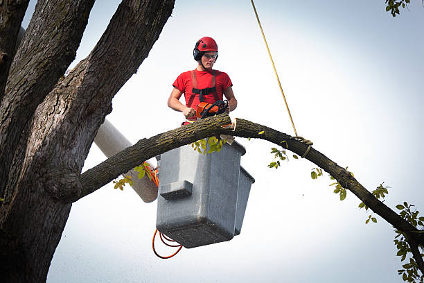 Best Tree Health Inspection  in Laguna Beach, CA